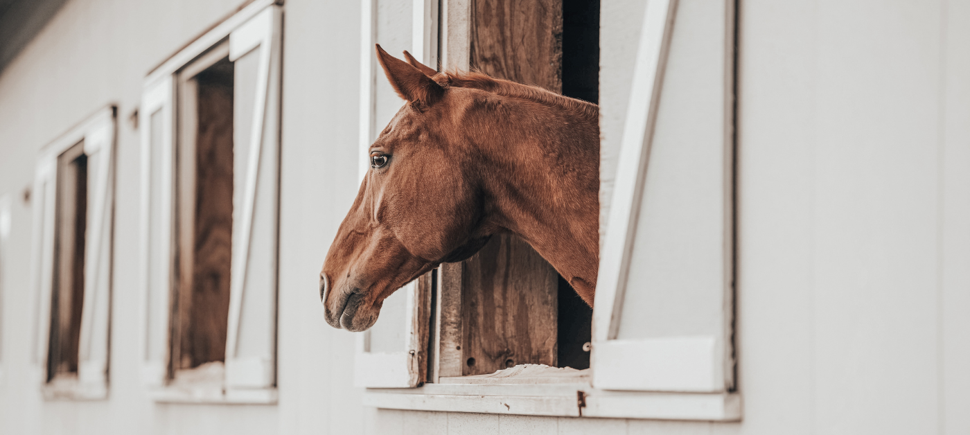 Why is there a lack of honesty when selling horses?